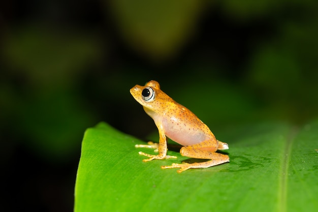 小さなオレンジ色のカエルが葉の上に座っています プレミアム写真