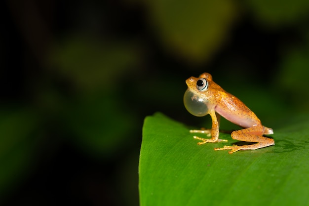 小さなオレンジ色のカエルが葉の上に座っています プレミアム写真