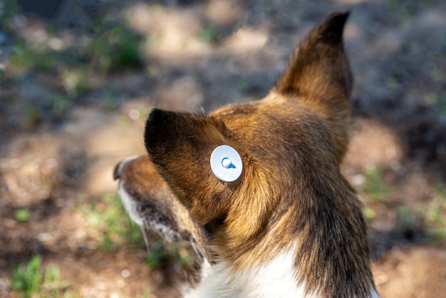 耳に欠けがある野良犬 頭の拡大図 悲しい雑種が地面に横たわっています 放棄された孤独なペット プレミアム写真