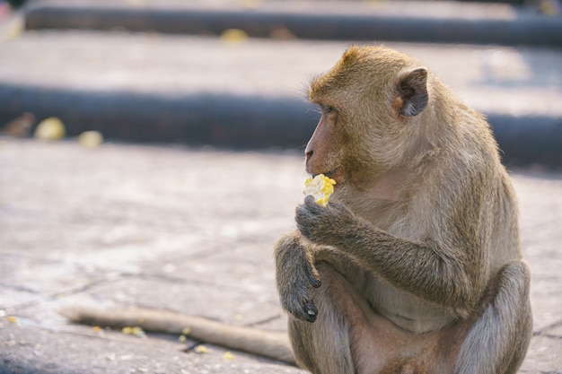 タイのサルまたはカニクイザル Macaca Fascicularisラッフル プレミアム写真