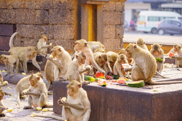 タイのサルまたはカニクイザル Macaca Fascicularisラッフルズバナナを食べる プレミアム写真