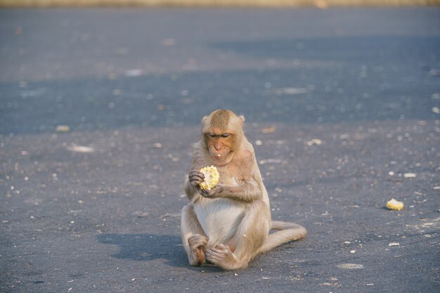 タイのサルまたはカニクイザル Macaca Fascicularisラッフルズバナナを食べる プレミアム写真