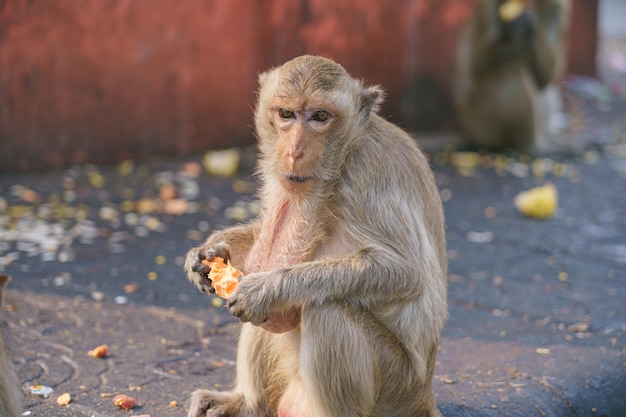 タイのサルまたはカニクイザル Macaca Fascicularisラッフルズバナナを食べる プレミアム写真