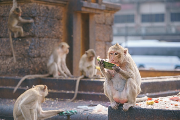 タイのタイのサルまたはカニクイザル Macaca Fascicularisラッフルズ プレミアム写真