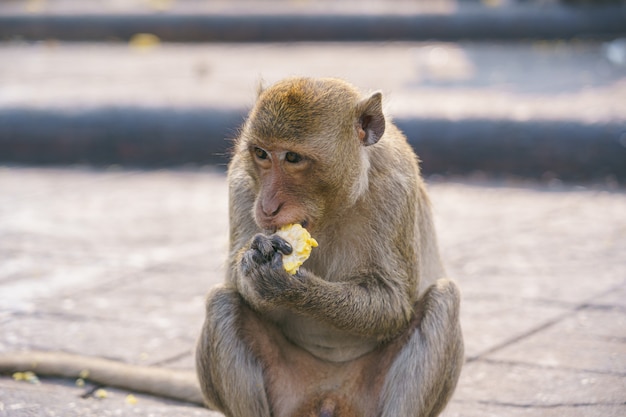 タイのサルまたはカニクイザル Macaca Fascicularisラッフル プレミアム写真