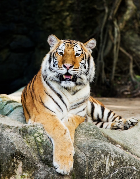動物園に座っている虎 プレミアム写真