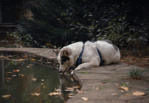 犬の散歩のシュレイアにいる白い犬は 噴水や池で水を飲みます プレミアム写真