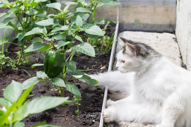 温室にいる白いふわふわの猫は、成長しているピーマンを見ています 