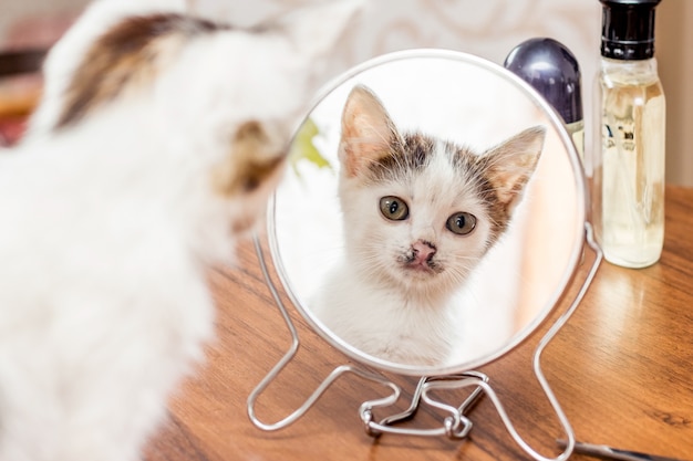 夢の後の朝 白い子猫が鏡を見る プレミアム写真