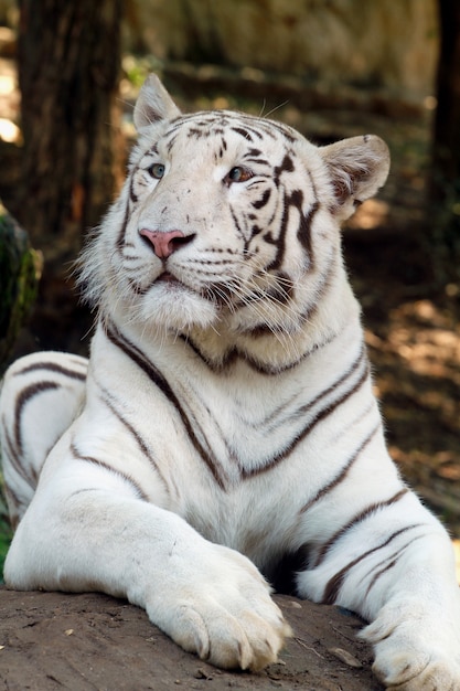 動物園で白い虎 プレミアム写真