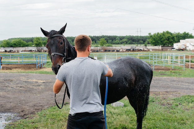 若い男が夏の日に牧場でサラブレッドの馬をホースで洗っています 畜産 馬の飼育 プレミアム写真