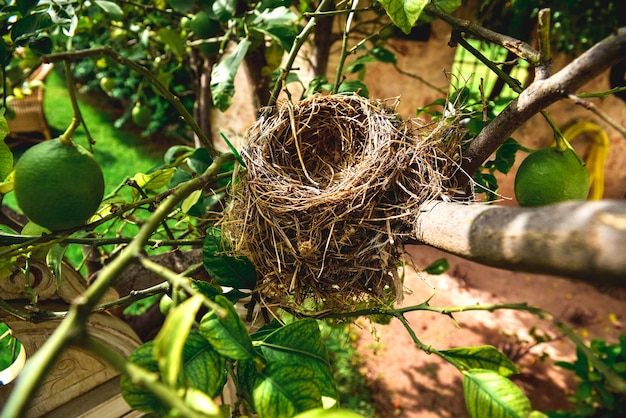 ストローで建てられた放棄された鳥の巣 プレミアム写真