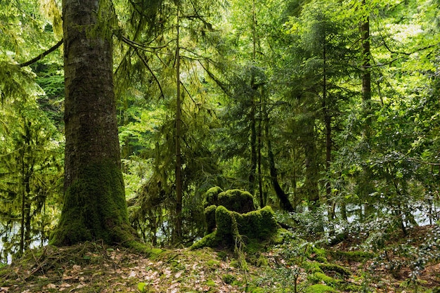 Premium Photo | Abkhazia, a forest in the gorge