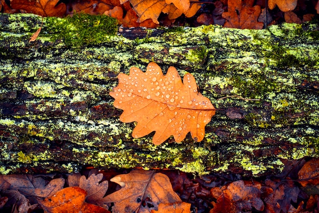 Украсить Фото Осенними Листьями