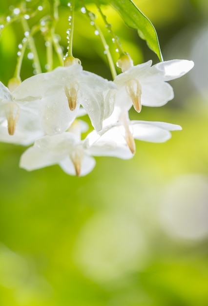 Premium Photo Abstract Blur Background Of White Flowers Wrightia
