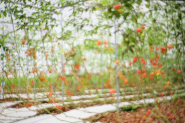 Abstract blurred green agriculture tomato background ...