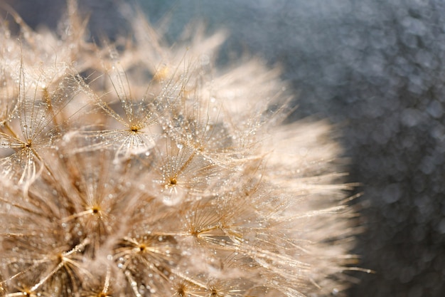 Premium Photo | Abstract dandelion flower background