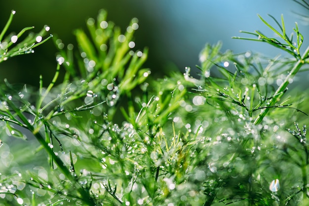 Abstract (defocused, blurred) natural floral green plants with ...