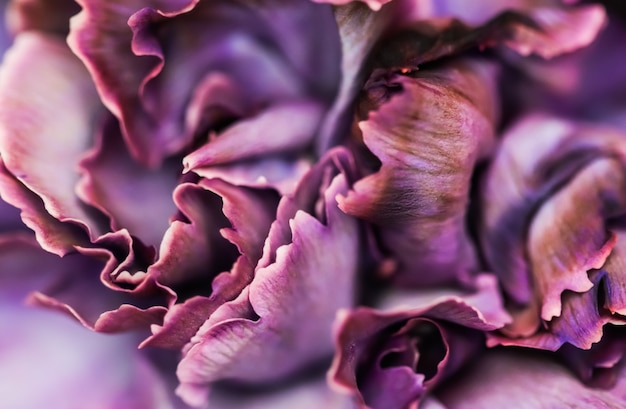 Premium Photo | Abstract floral background purple carnation flower