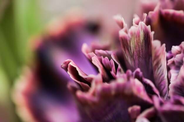 Premium Photo | Abstract floral background purple carnation flower