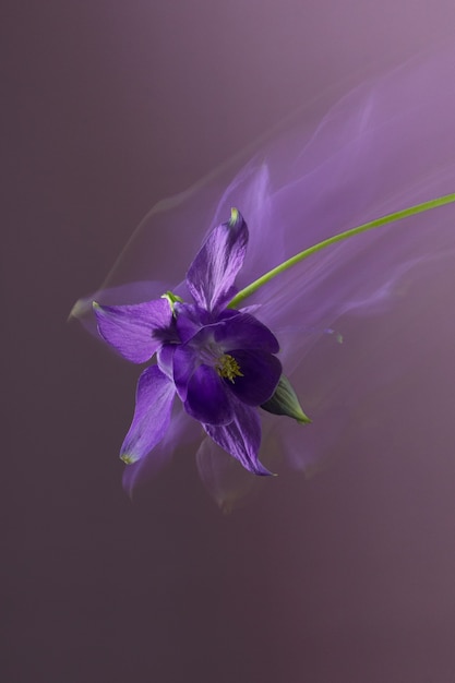 抽象的な花の写真の長いシャッタースピード紫の花びら紫の背景 プレミアム写真