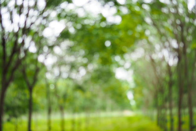 Premium Photo Abstract Green Bokeh Out Of Focus Background From Tree In Nature