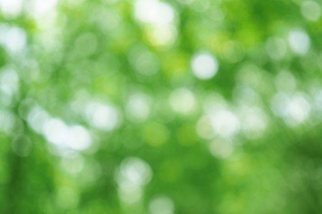 Premium Photo | Abstract green bokeh out of focus background from tree ...