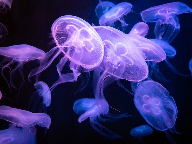 青い海の背景に浮かぶ紫のクラゲの自然な抽象 水生動物 プレミアム写真