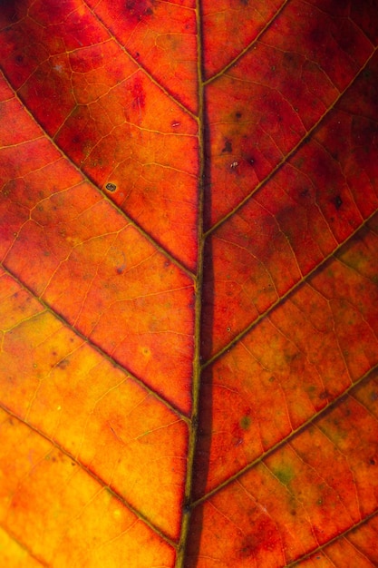 Premium Photo | Abstract red striped of foliage from nature detail of ...