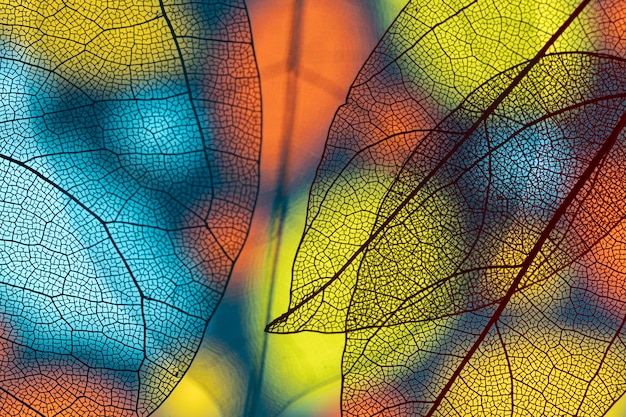 Abstract transparent colored leaves Free Photo