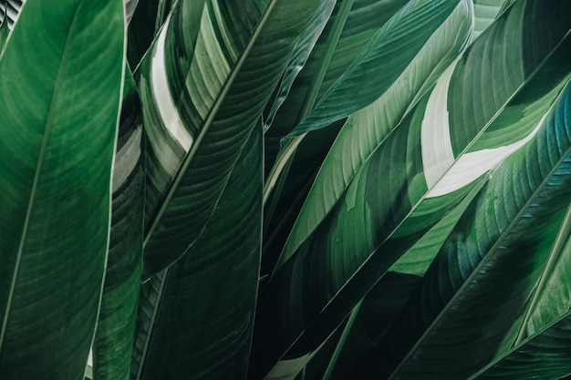 Premium Photo | Abstract tropical green leaf textured background, large ...