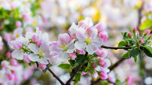 Premium Photo Abundant Apple Blossom Apple Tree Flowers On A Tree