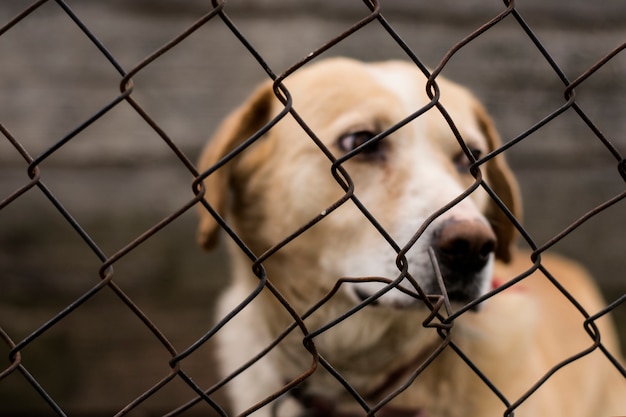 Premium Photo | Abused abandoned dog in exile