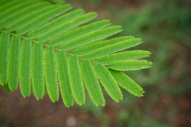 Premium Photo | Acacia pennata leaf closeup