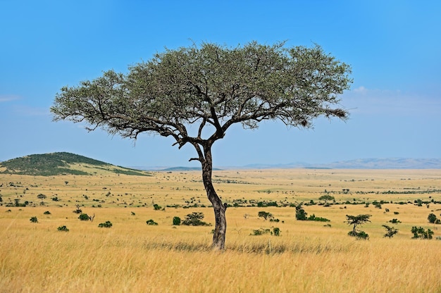 Premium Photo | Acacia tree in the open savanna plains of east africa