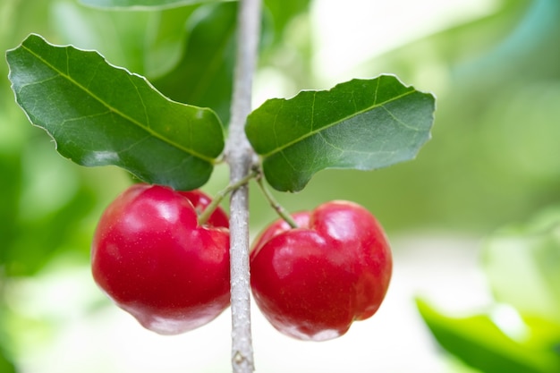 Premium Photo Acerola Cherry Of Thailand On Three Select Focus