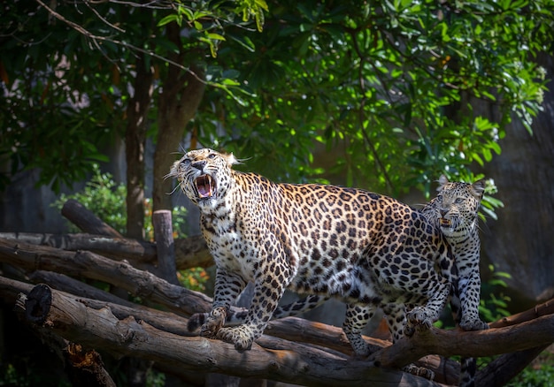 leopard roar sound effect