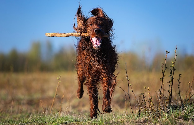 Premium Photo | Active irish setter dog fetching wooden stick while ...