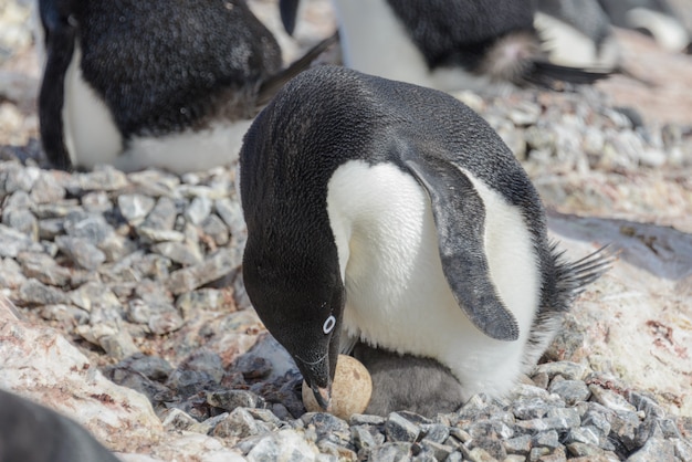 Premium Photo | Adelie penguin in nest with chick and egg