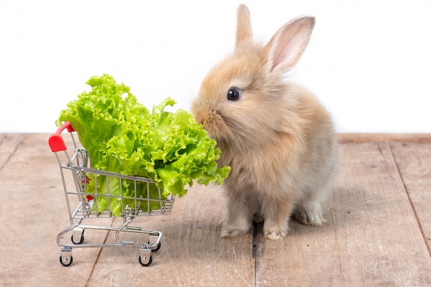 adorable-baby-rabbit-eating-organic-lettuce-in-shopping-cart-on-wooden