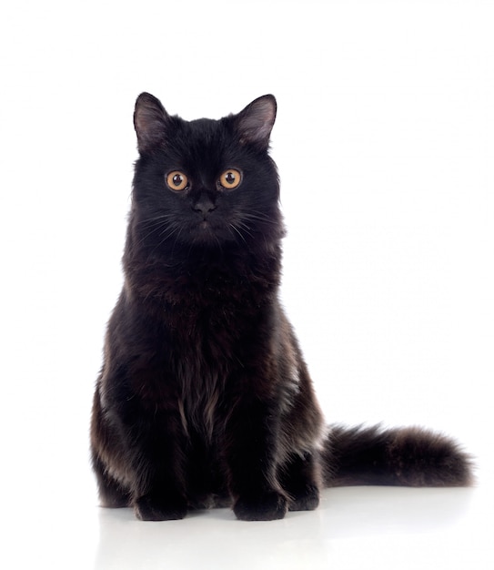 Premium Photo Adorable black persian cat