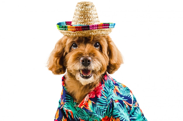 dog in hawaiian shirt