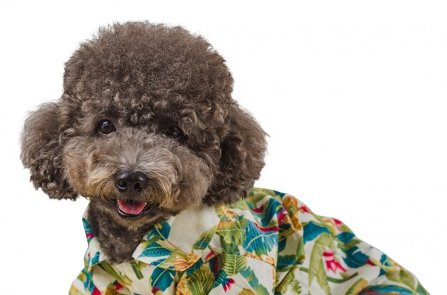 An adorable black poodle dog wearing hawaiian shirt ...