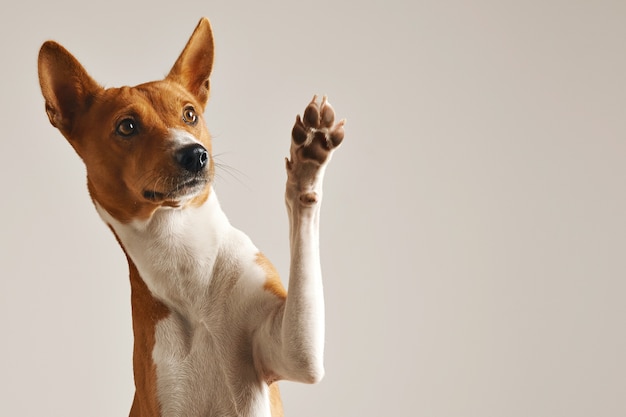 愛らしい茶色と白のバセンジー犬の笑顔と白で隔離のハイタッチを与える 無料の写真