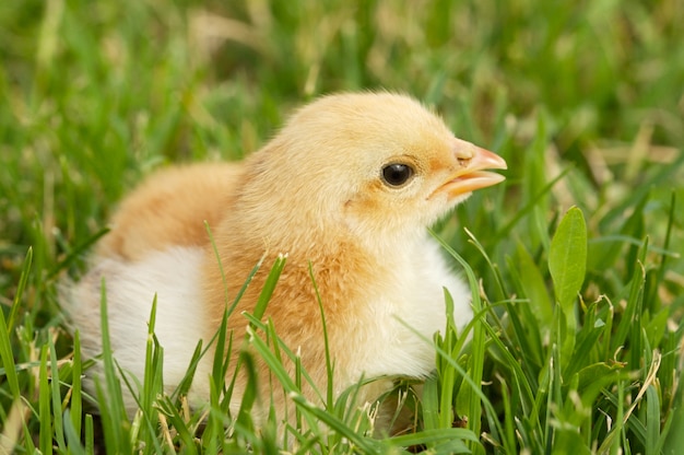 Premium Photo | Adorable chick on the green grass