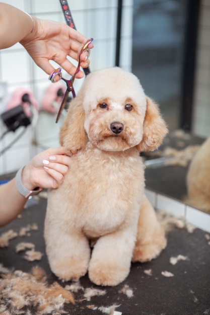 adorable dogs grooming salon