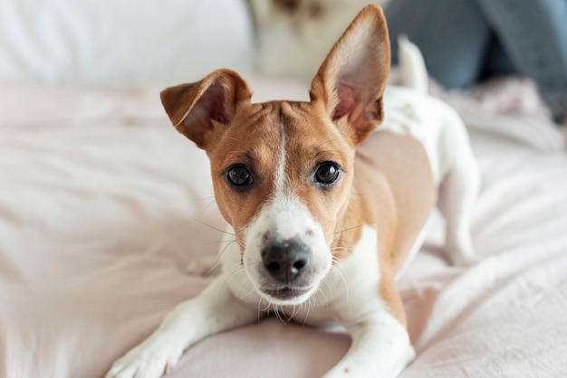 Adorable dog posing on the bed Free Photo