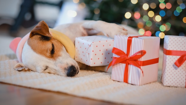 Premium Photo | Adorable dog with gifts celebrating christmas at home.