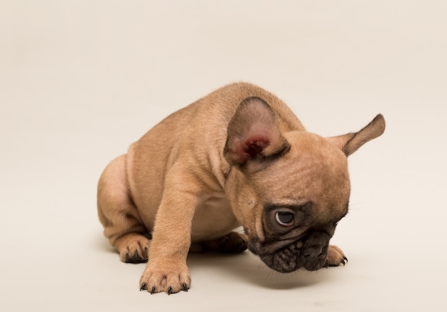 愛らしいフレンチブルドッグの子犬ベージュ色 かわいい子犬 プレミアム写真