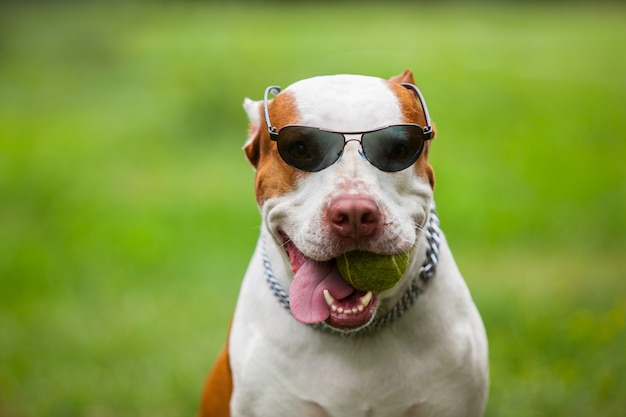 サングラスをかけている愛らしい面白い犬 プレミアム写真